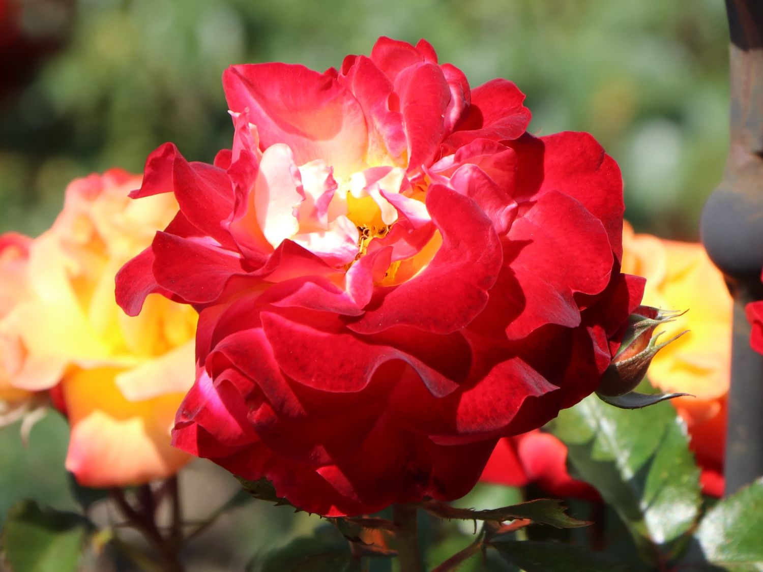 Beetrose 'Firebird' ® - Rosa 'Firebird' ®