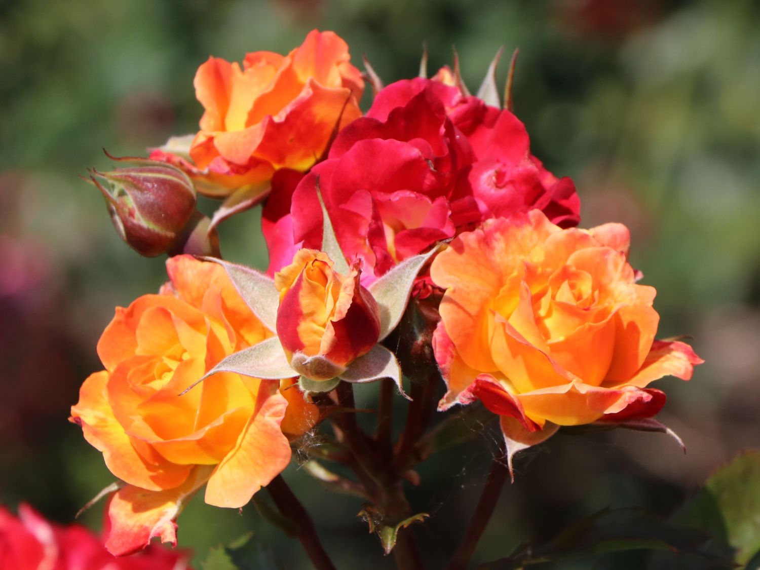 Beetrose 'Firebird' ® - Rosa 'Firebird' ®