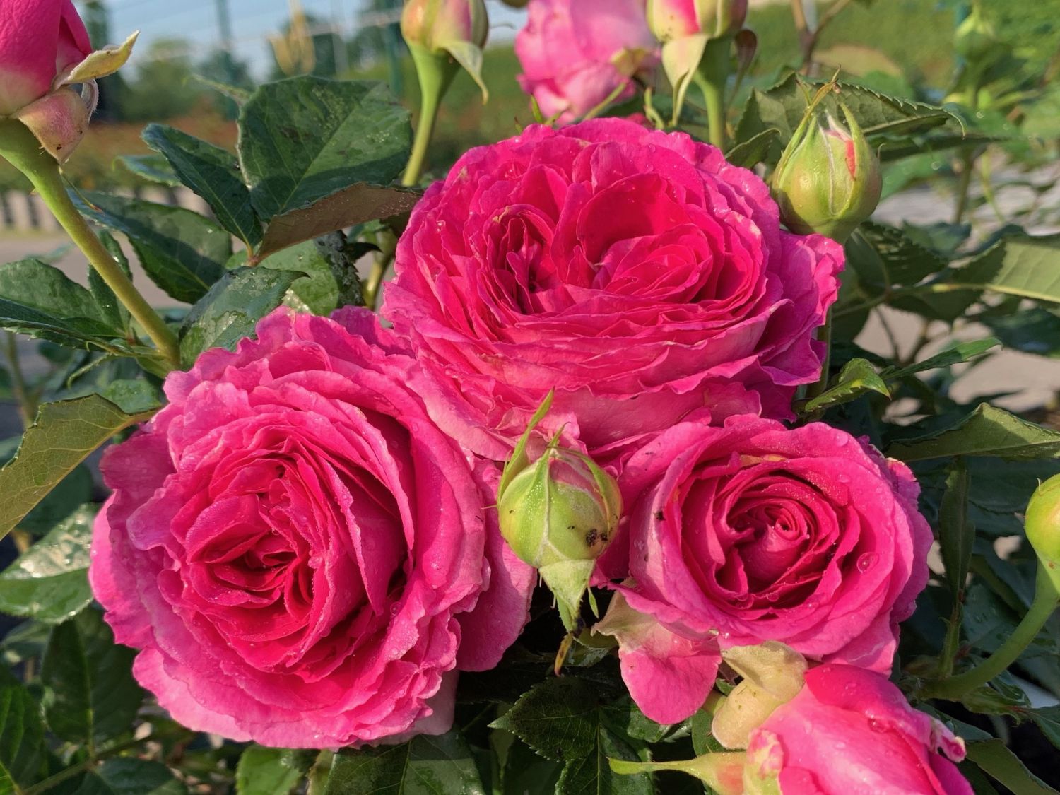 Beetrose 'Fräulein Maria'