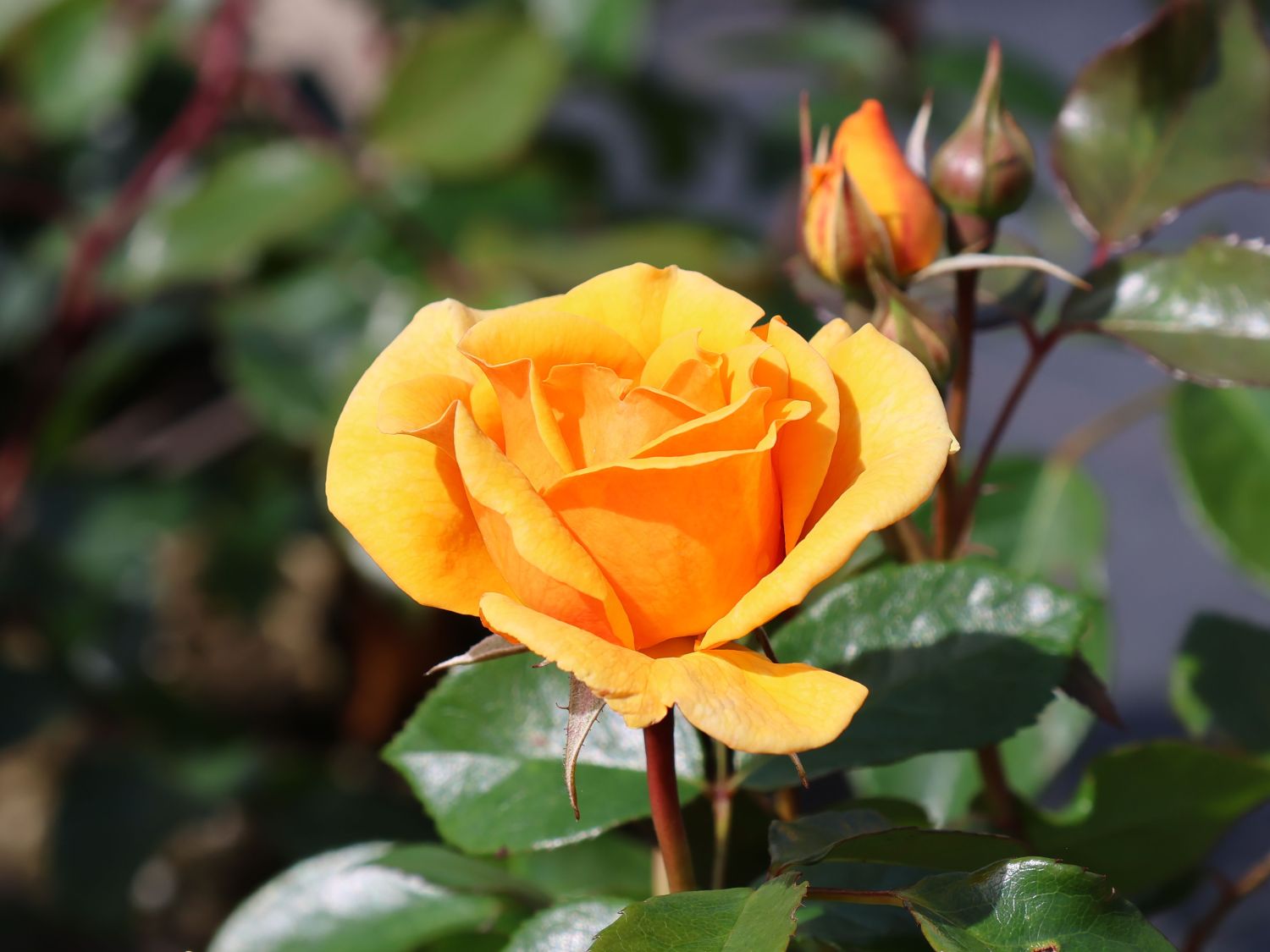 Beetrose 'Friendship Forever'