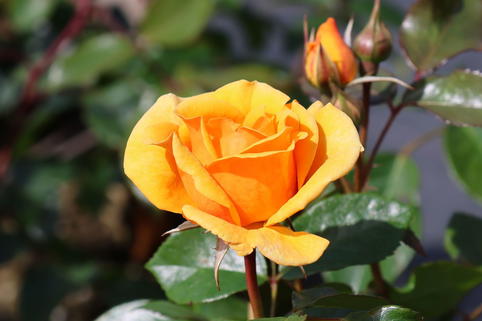 Beetrose 'Friendship Forever' - Rosa 'Friendship Forever'