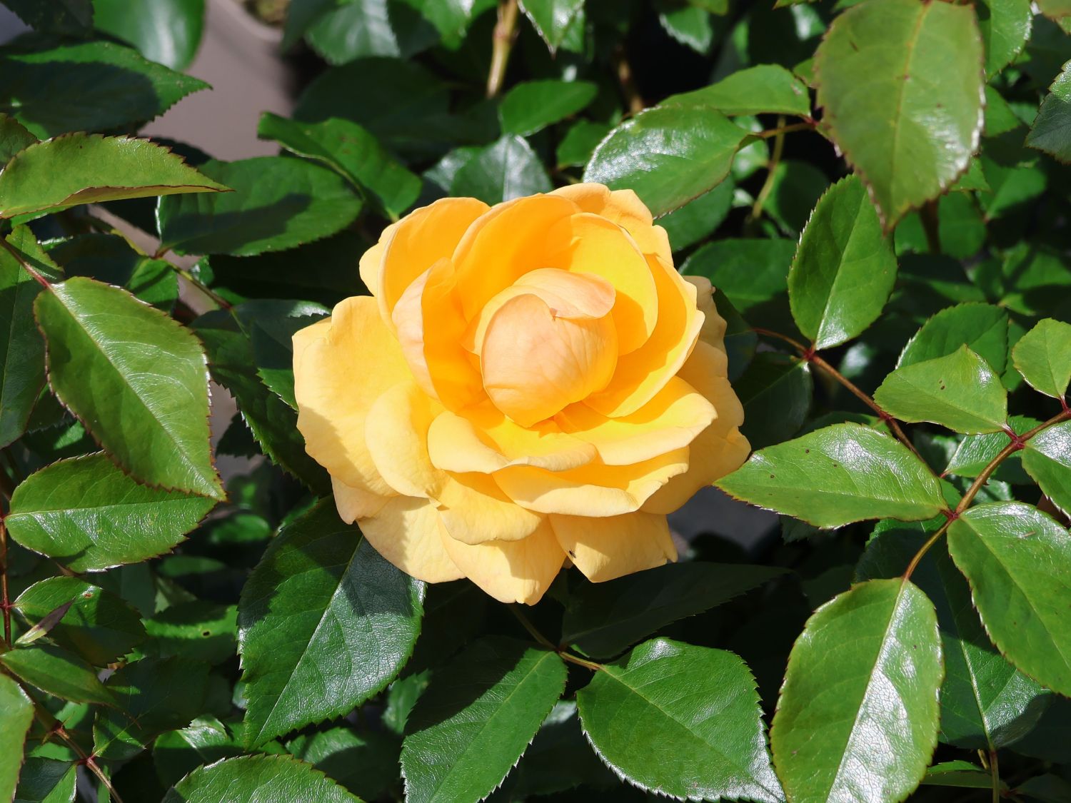 Beetrose 'Friendship Forever' - Rosa 'Friendship Forever'