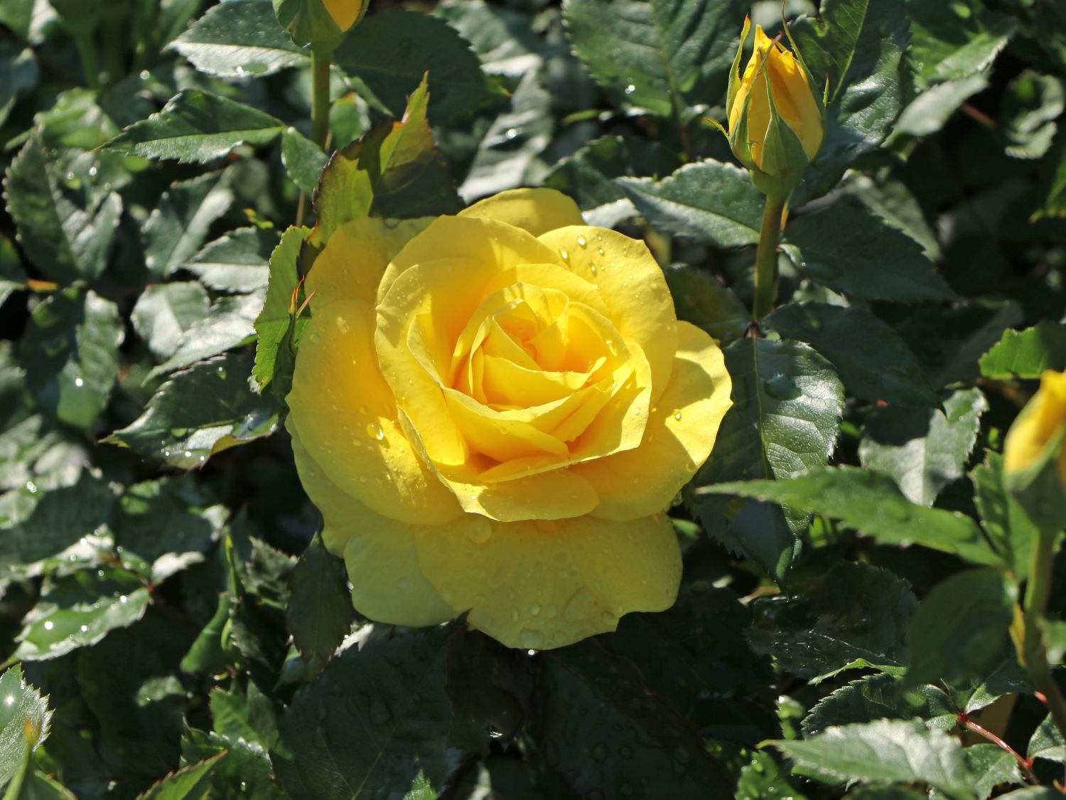 Beetrose 'Friesia' ®