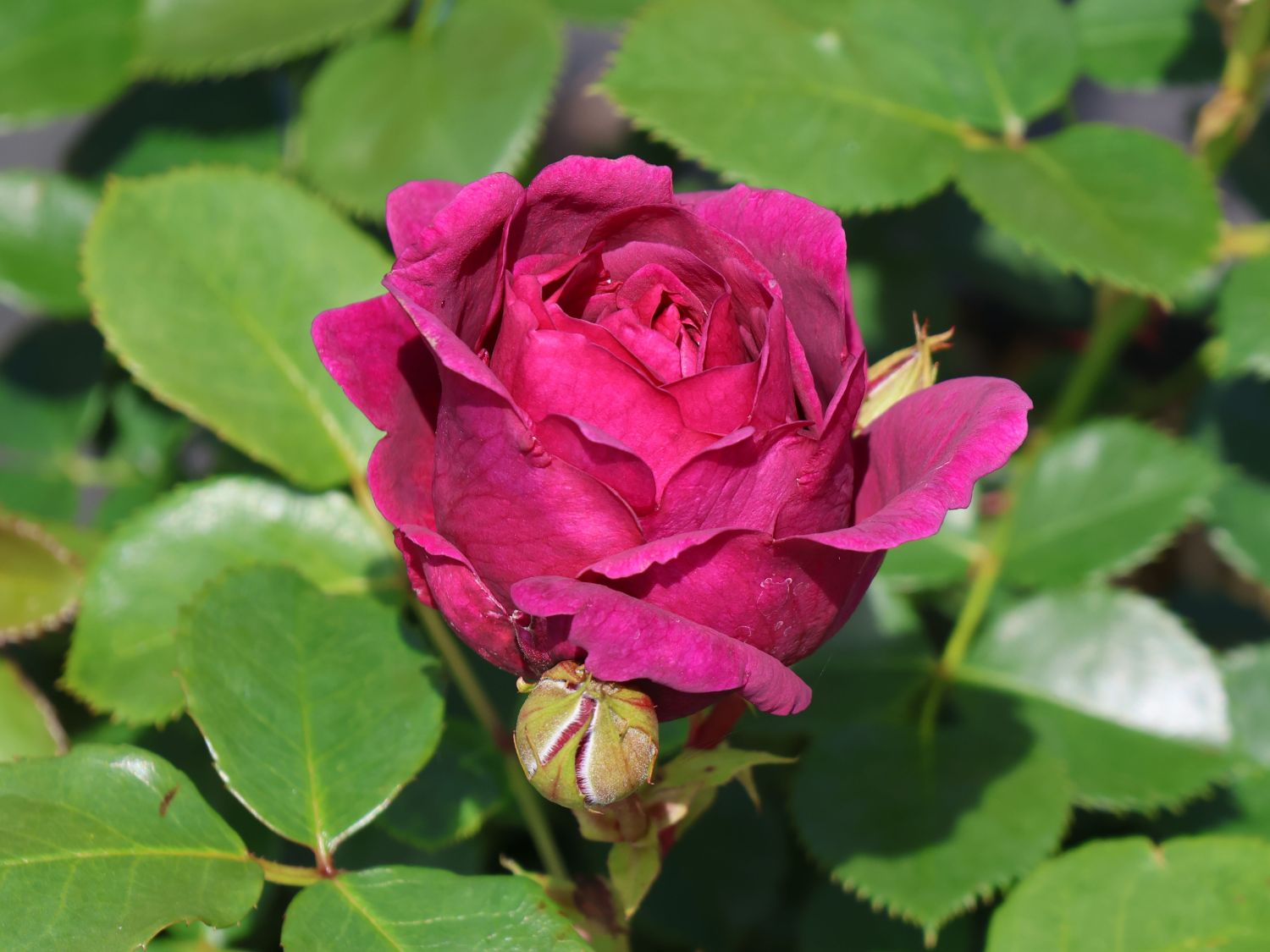 Beetrose 'Für Elise'