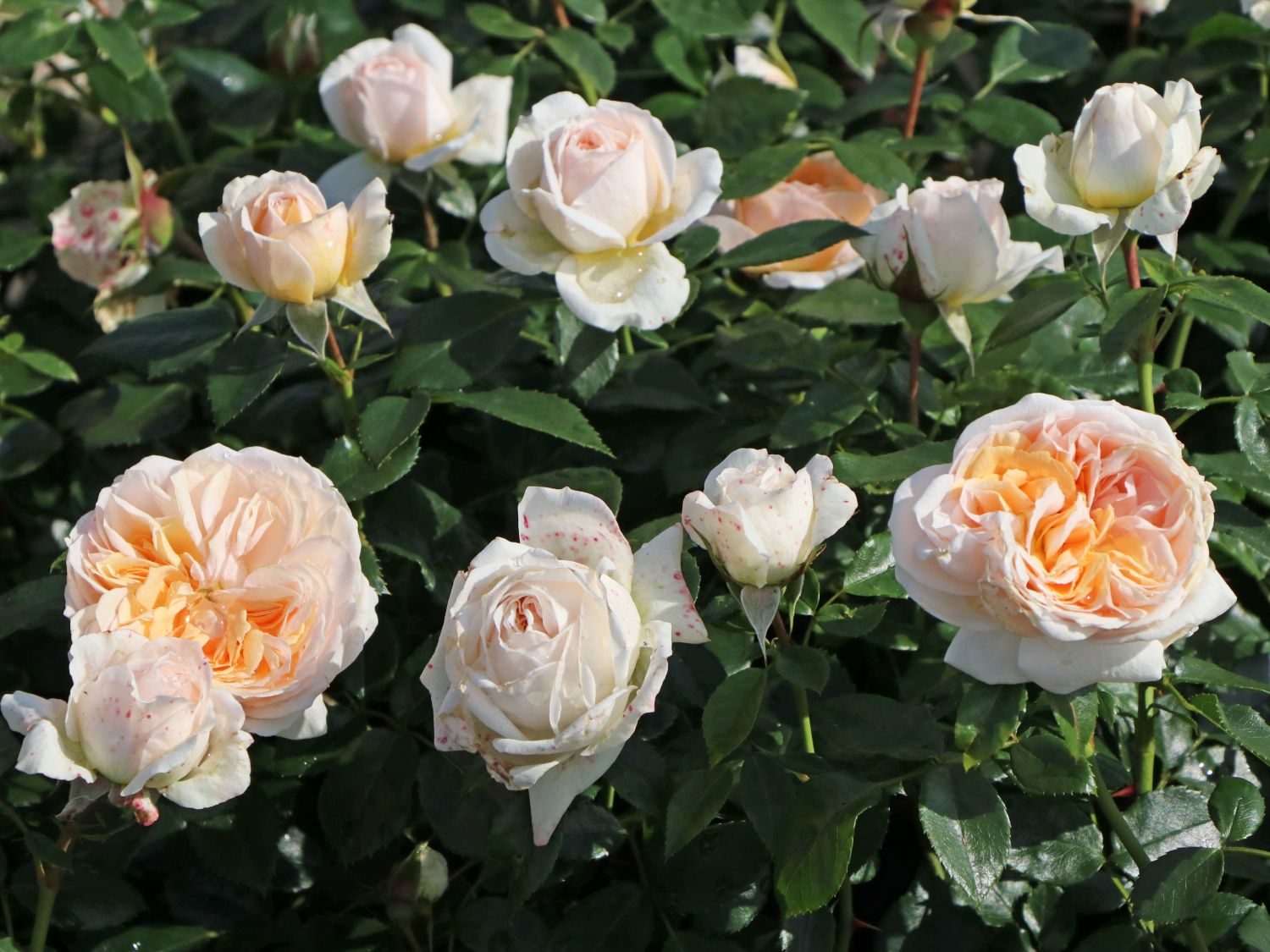 Beetrose 'Garden of Roses' ® - Schönste Rosen & Expertenwissen