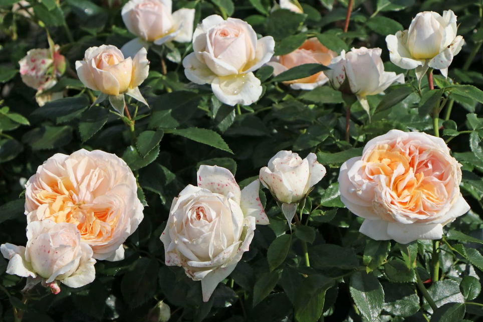 Beetrose 'Garden of Roses' ® - Schönste Rosen & Expertenwissen