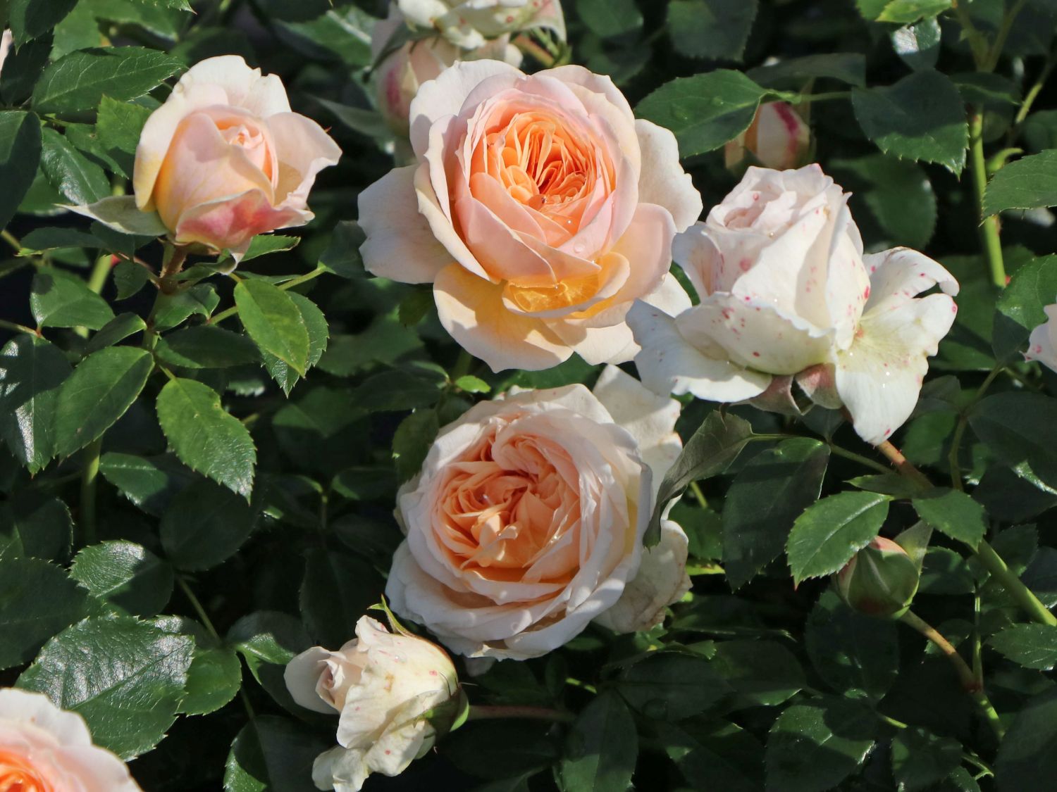 Beetrose 'Garden of Roses' ® - Schönste Rosen & Expertenwissen