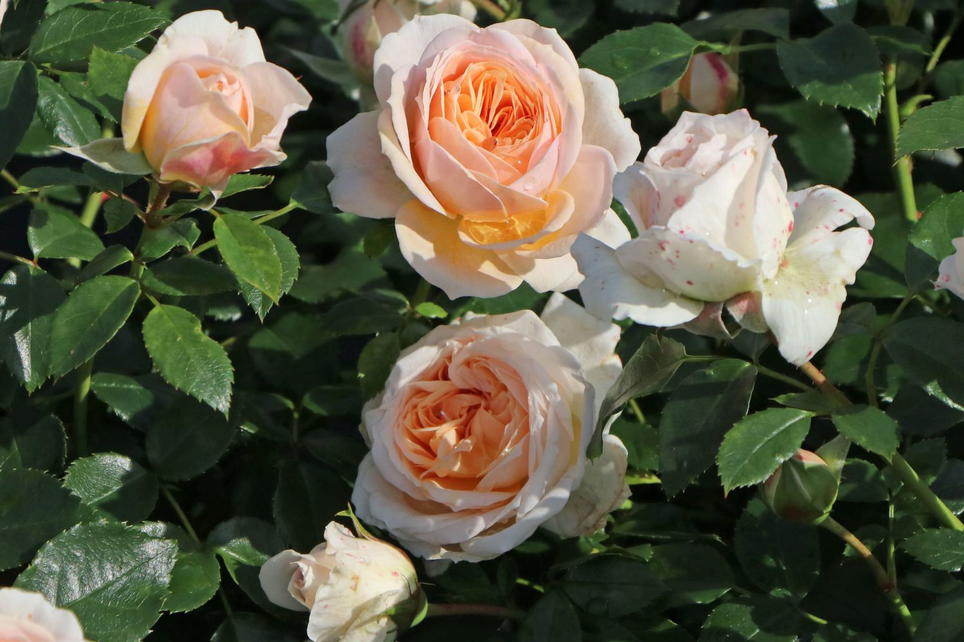 Beetrose 'Garden of Roses' ® - Schönste Rosen & Expertenwissen