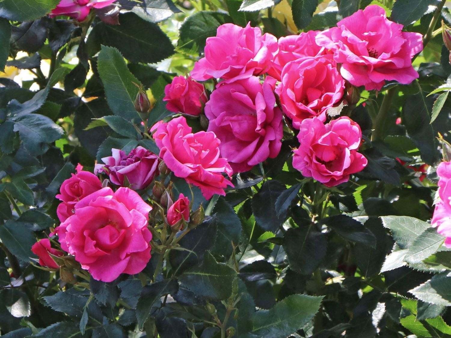 Beetrose 'Gartenfreund' ®