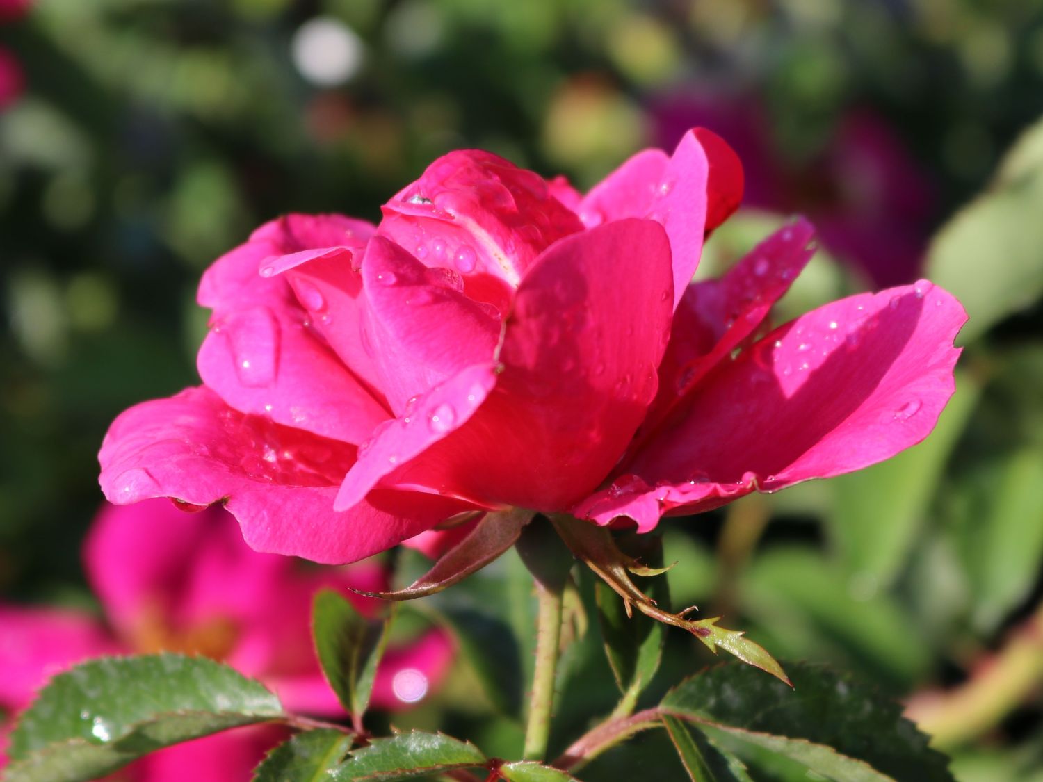 Beetrose 'Gartenfreund' ® - Rosa 'Gartenfreund' ® ADR-Rose