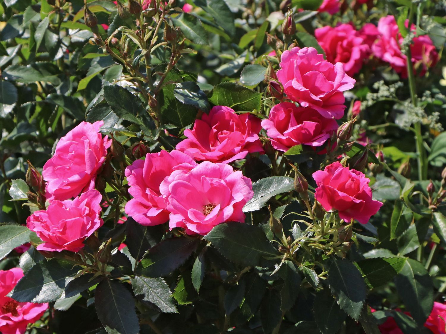 Beetrose 'Gartenfreund' ® - Rosa 'Gartenfreund' ® ADR-Rose