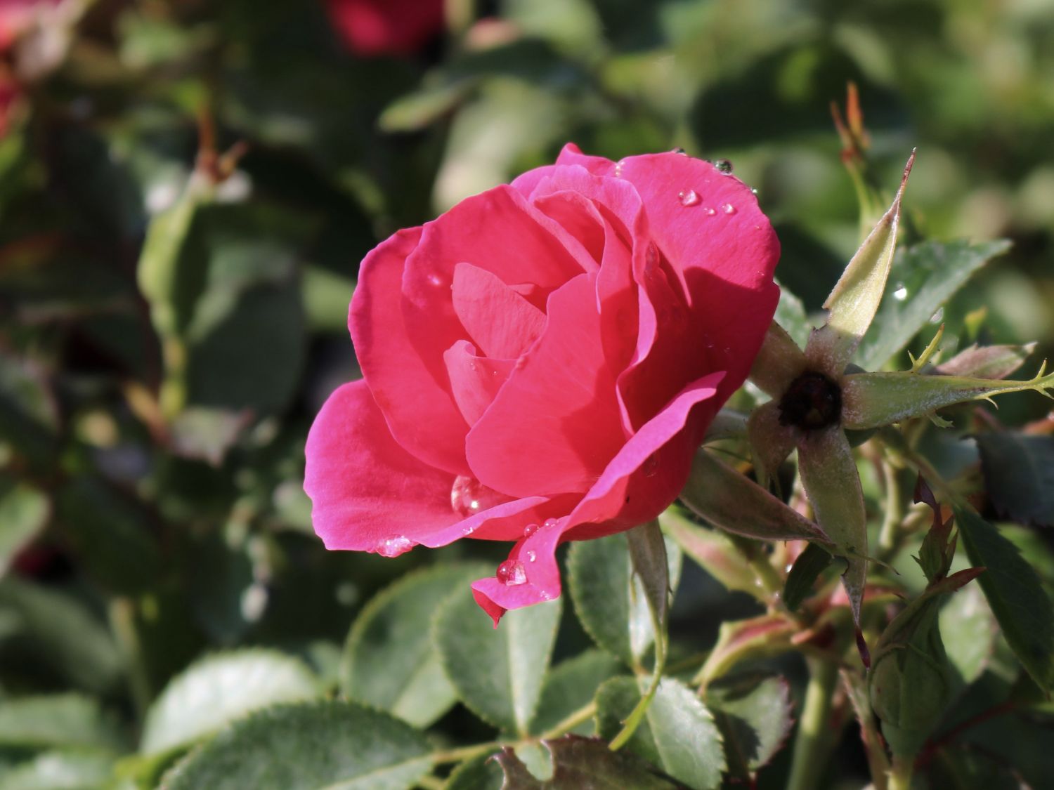 Beetrose 'Gartenfreund' ® - Rosa 'Gartenfreund' ® ADR-Rose