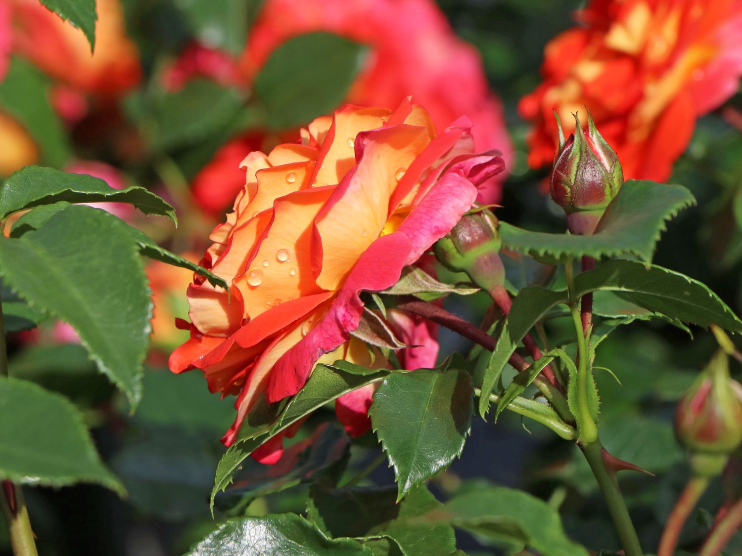 Beetrose 'Gebrüder Grimm' ® / 'Joli Tambour'