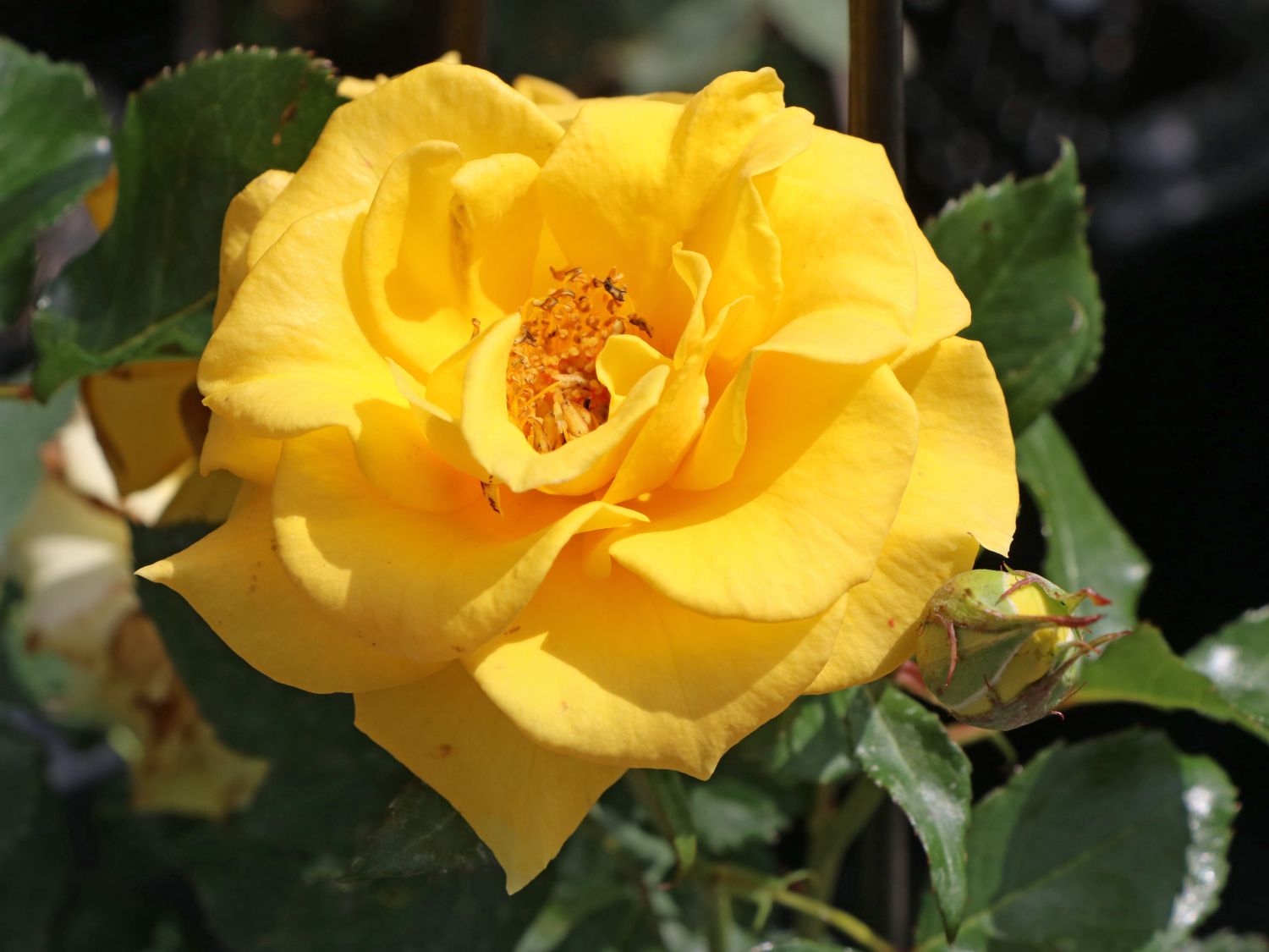 Beetrose 'Goldquelle' ®