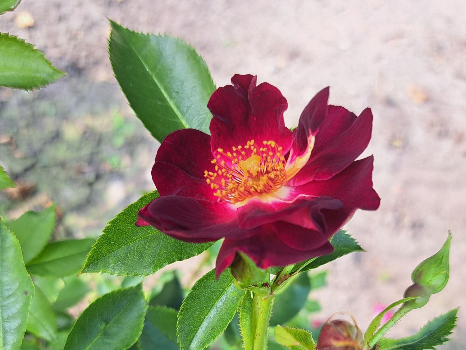 Beetrose 'Gotha 1250'