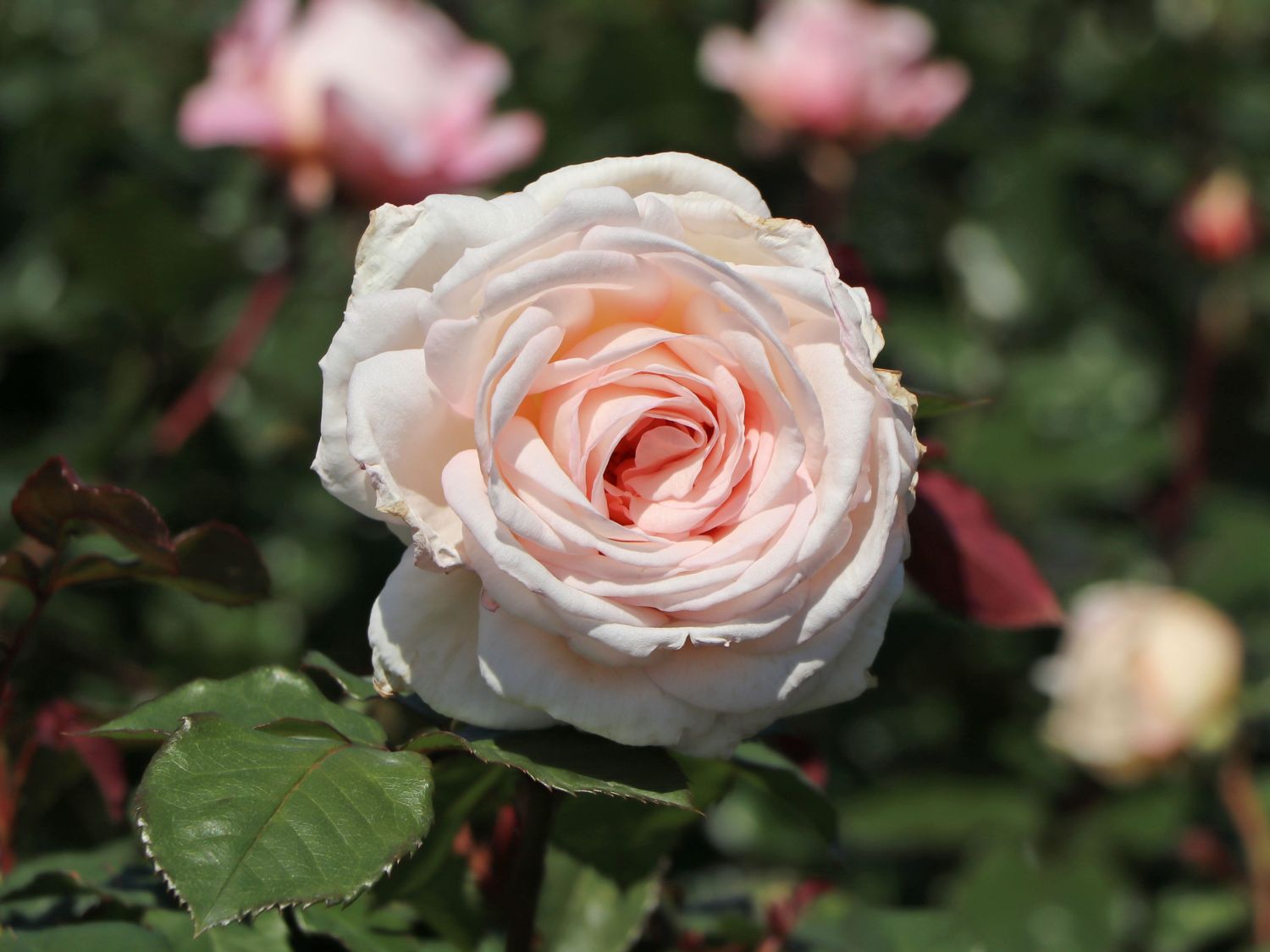 Beetrose 'Gräfin Elke zu Rantzau'