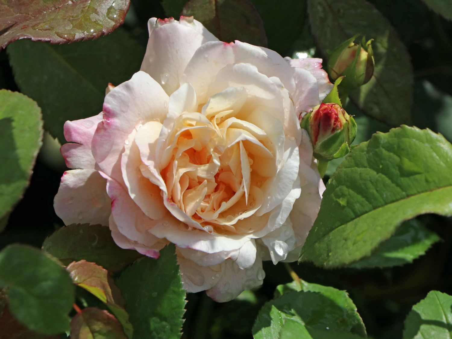 Beetrose 'Gruß an Aachen'