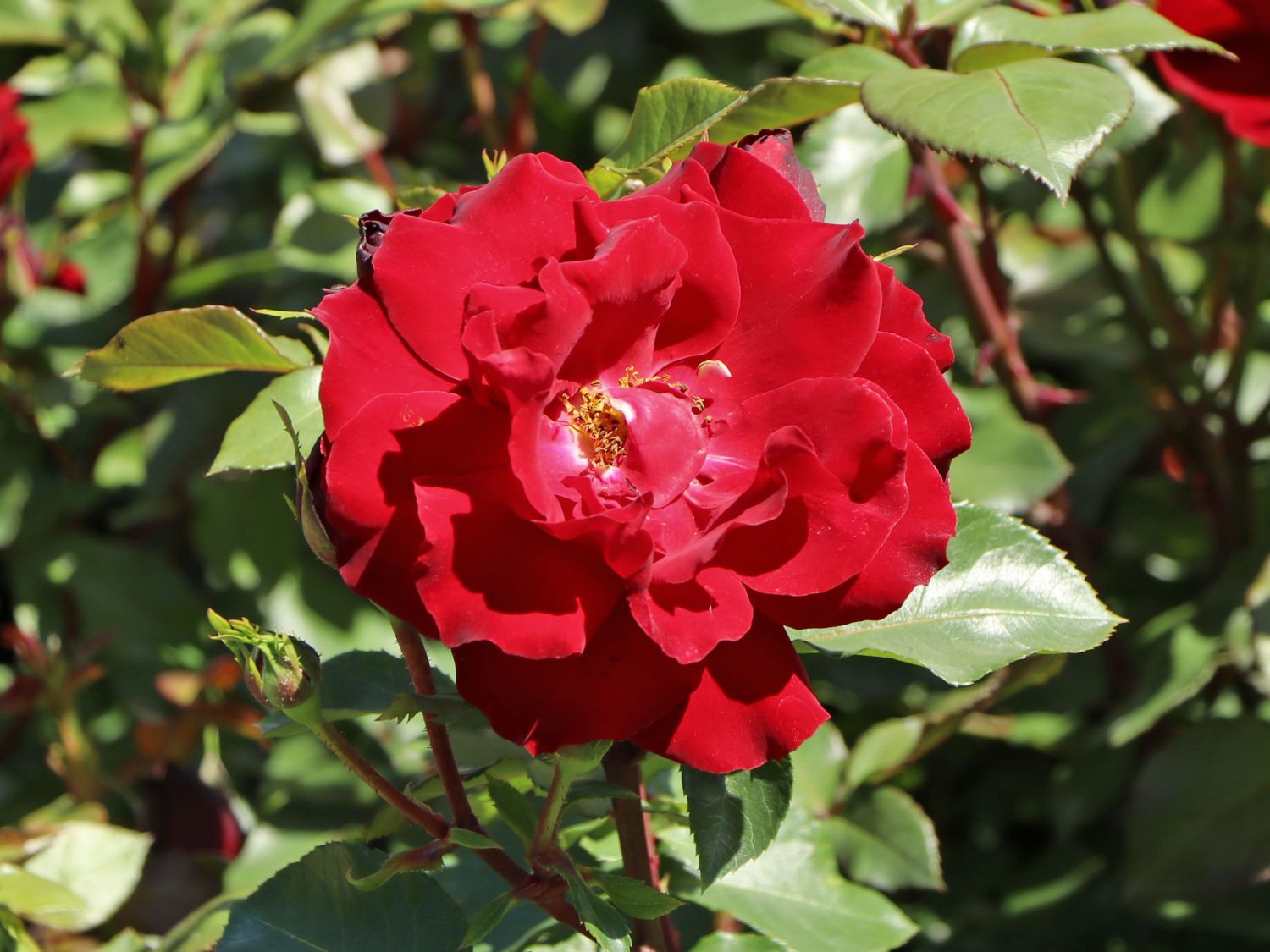 Beetrose 'Happy Wanderer'  ®