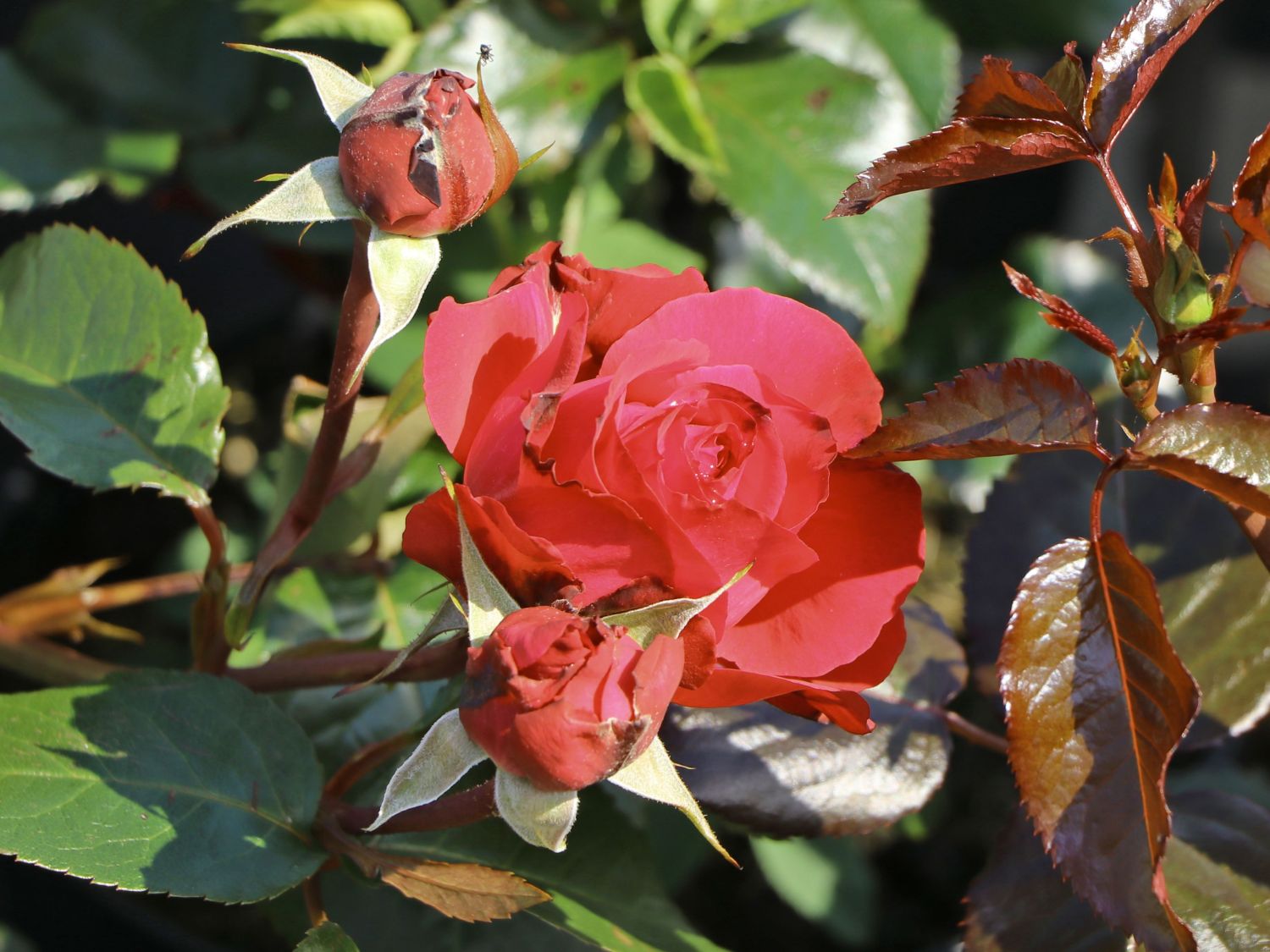 Beetrose 'Hard Rock' - Rosa 'Hard Rock'