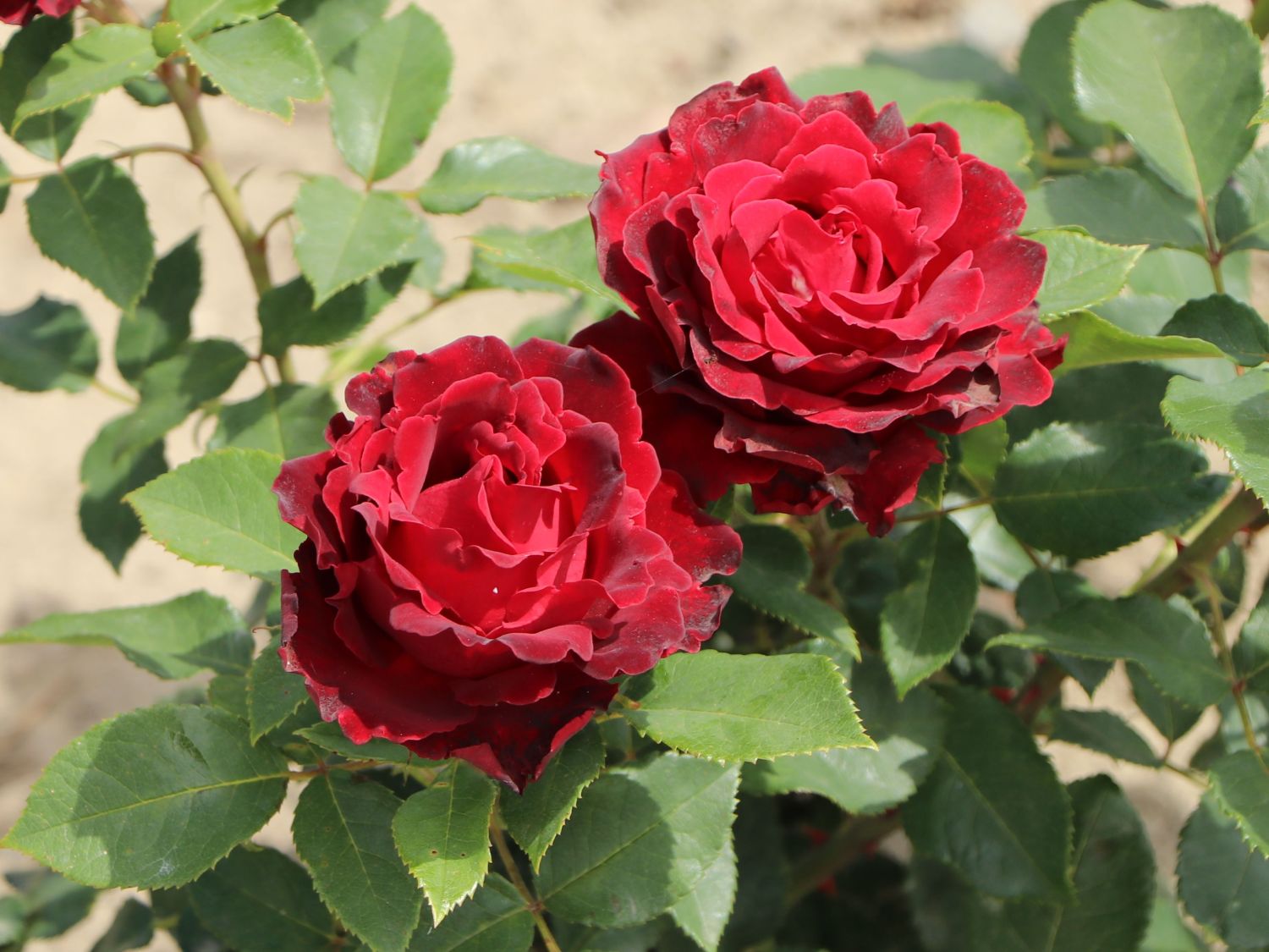 Beetrose 'Heinz Winkler' - Rosa 'Heinz Winkler'