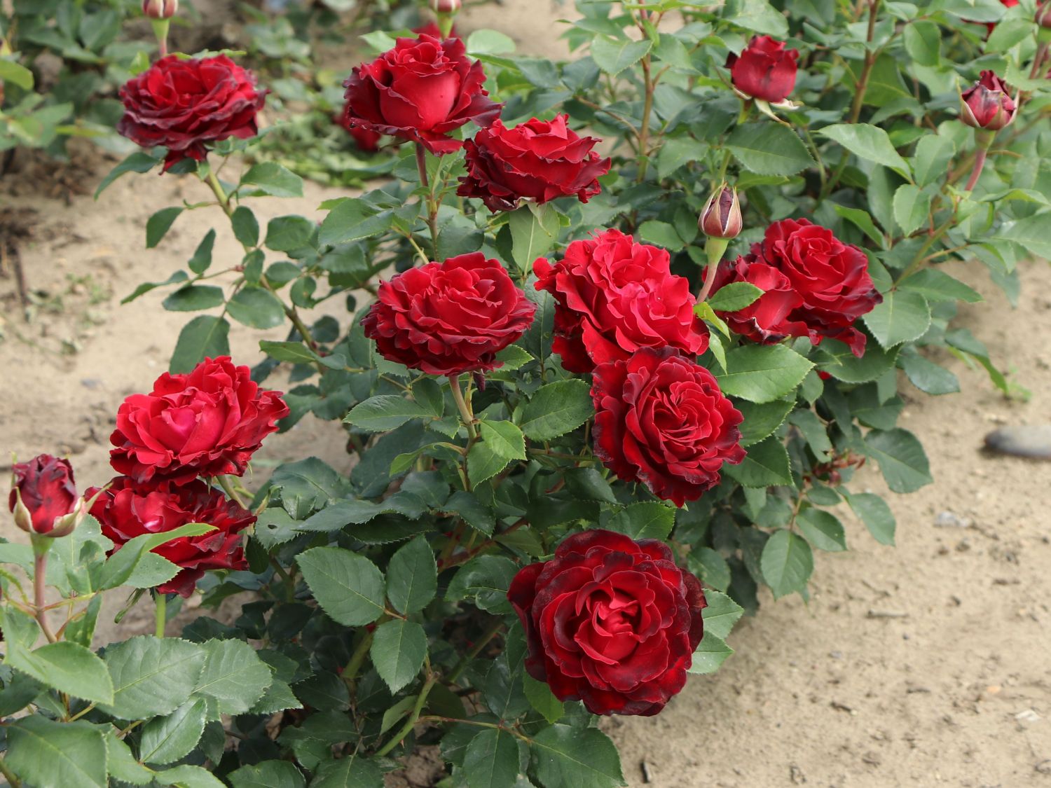 Beetrose 'Heinz Winkler' - Rosa 'Heinz Winkler'