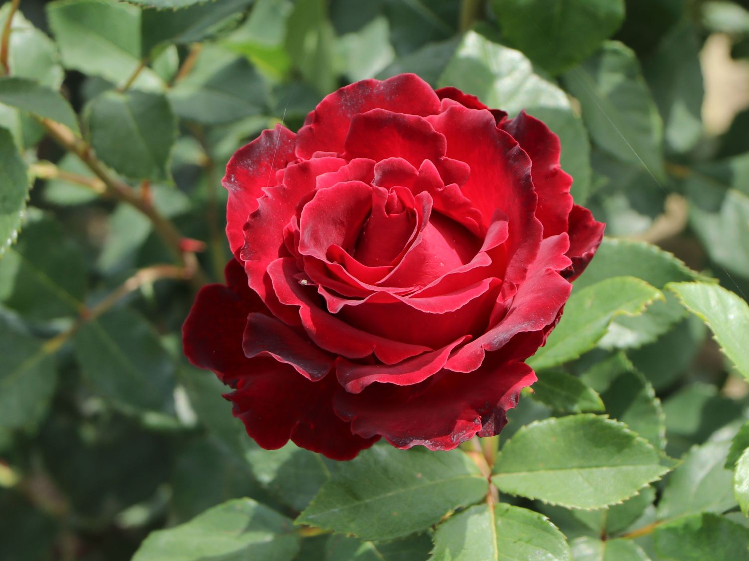 Beetrose 'Heinz Winkler' - Rosa 'Heinz Winkler'