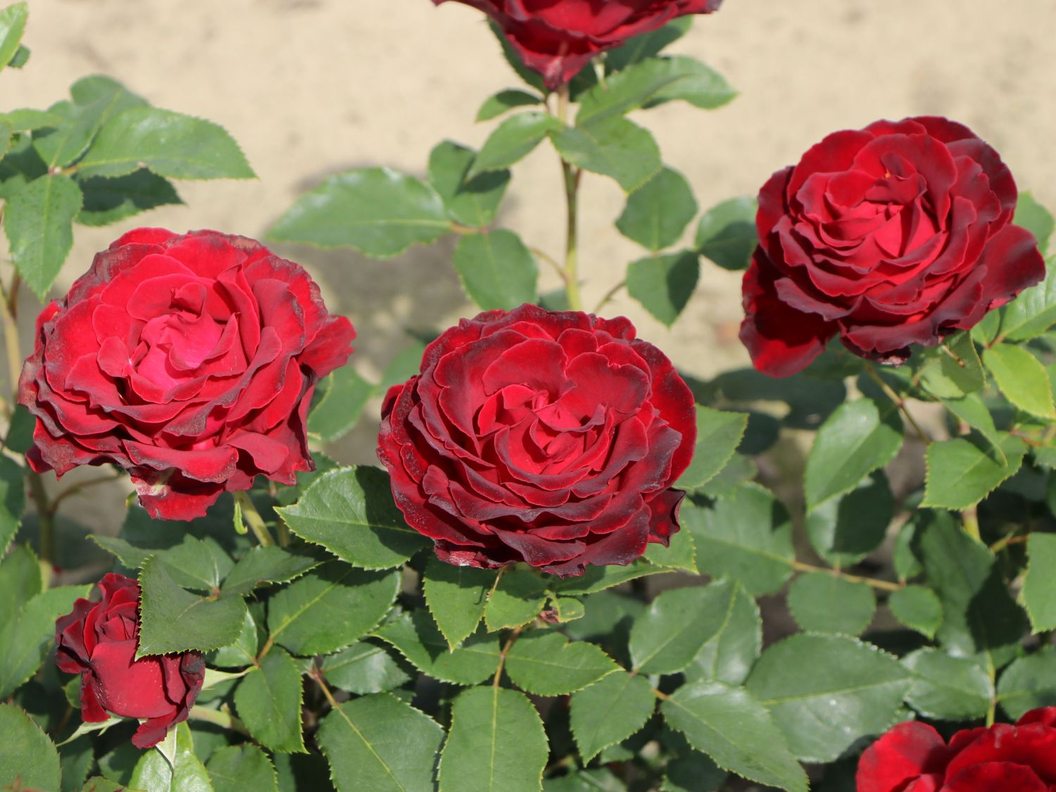 Beetrose 'Heinz Winkler' - Rosa 'Heinz Winkler'