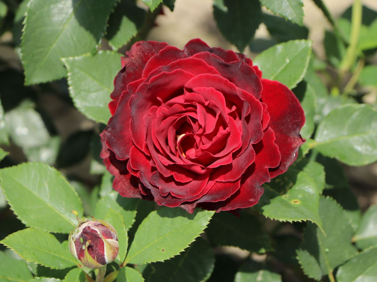 Beetrose 'Heinz Winkler' - Rosa 'Heinz Winkler'