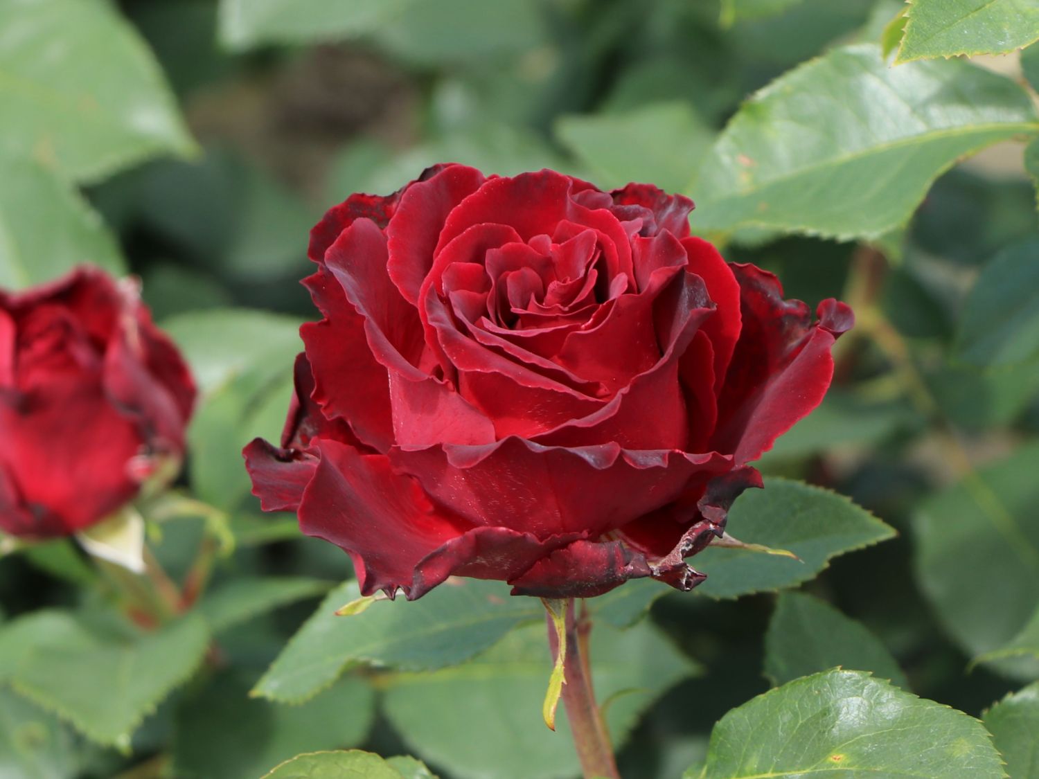 Beetrose 'Heinz Winkler' - Rosa 'Heinz Winkler'