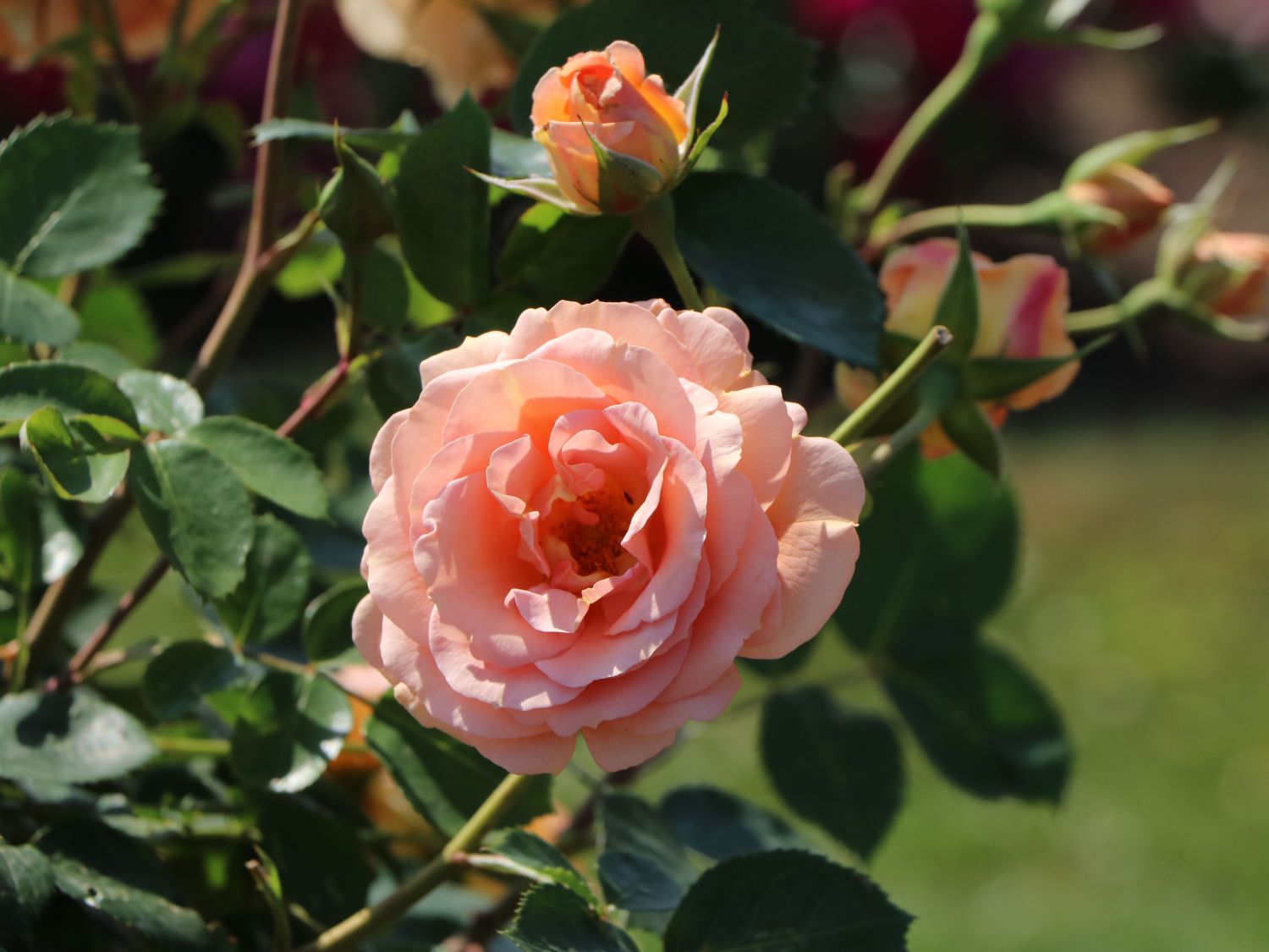 Beetrose 'Impala' ®