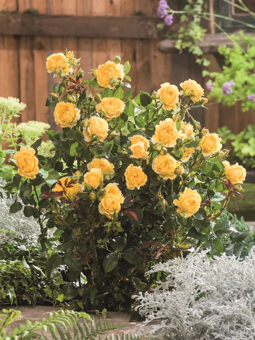 Beetrose 'Inka' ® - Rosa 'Inka' ®