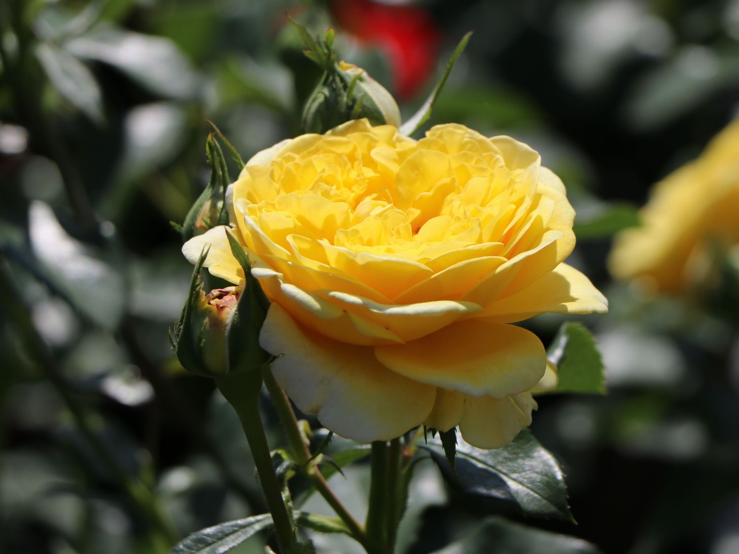 Beetrose 'Inka' ® - Rosa 'Inka' ®