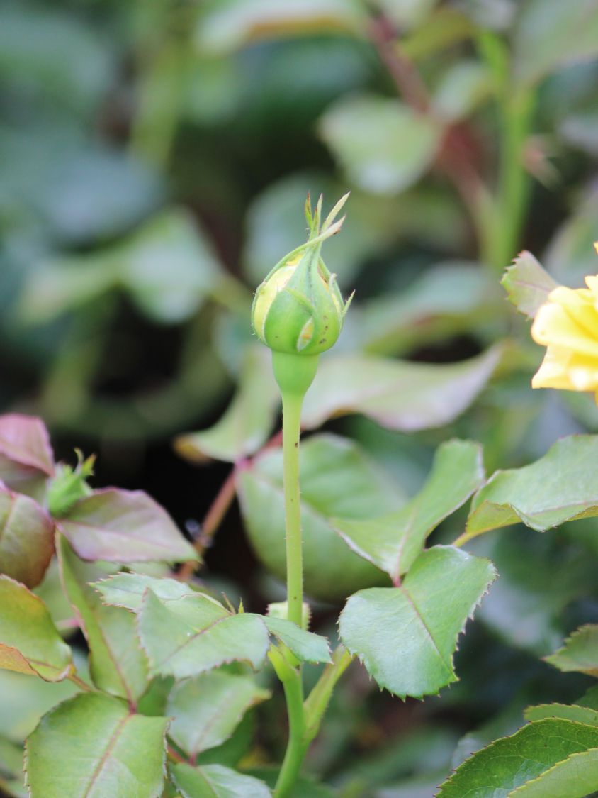 Beetrose 'Inka' ® - Rosa 'Inka' ®