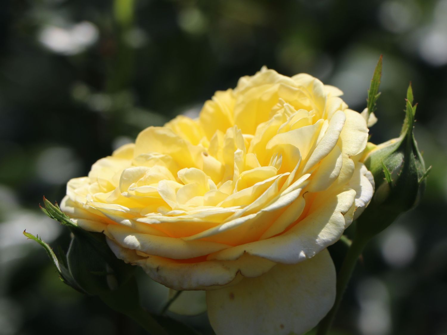 Beetrose 'Inka' ® - Rosa 'Inka' ®