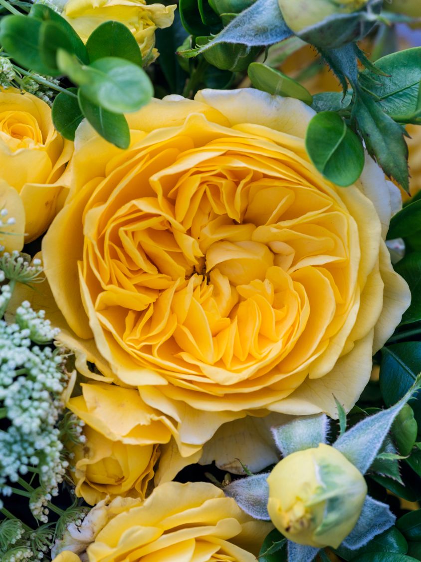 Beetrose 'Inka' ® - Rosa 'Inka' ®