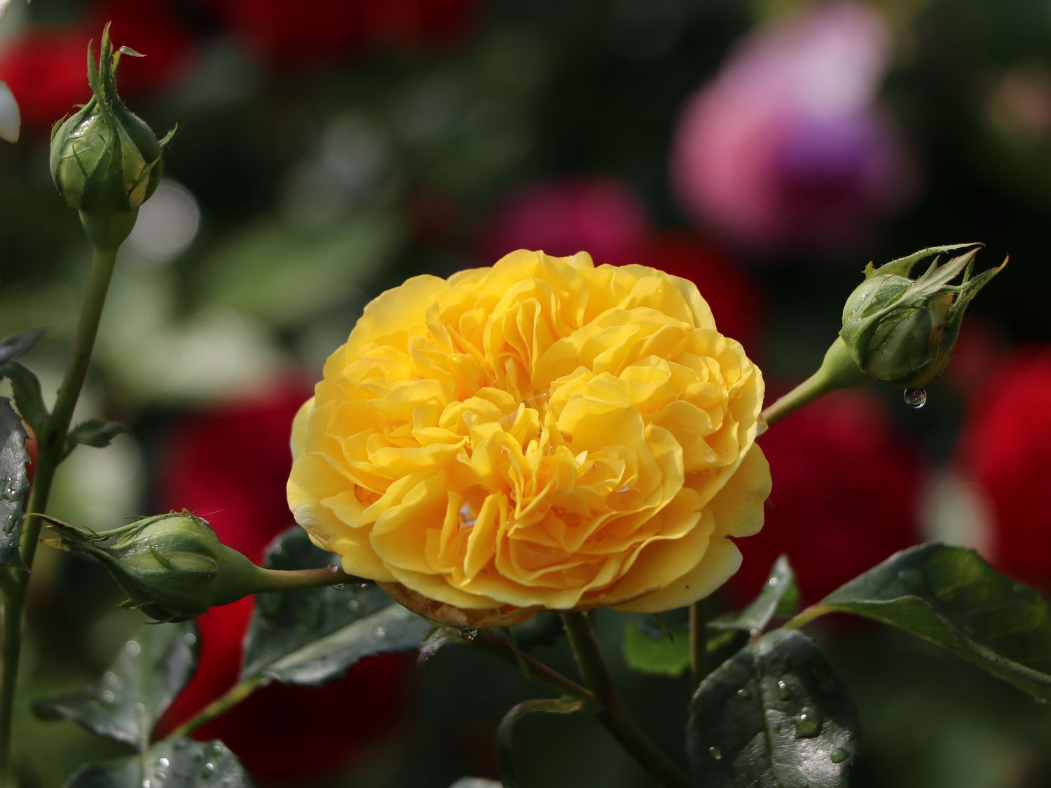 Beetrose 'Inka' ® - Rosa 'Inka' ®