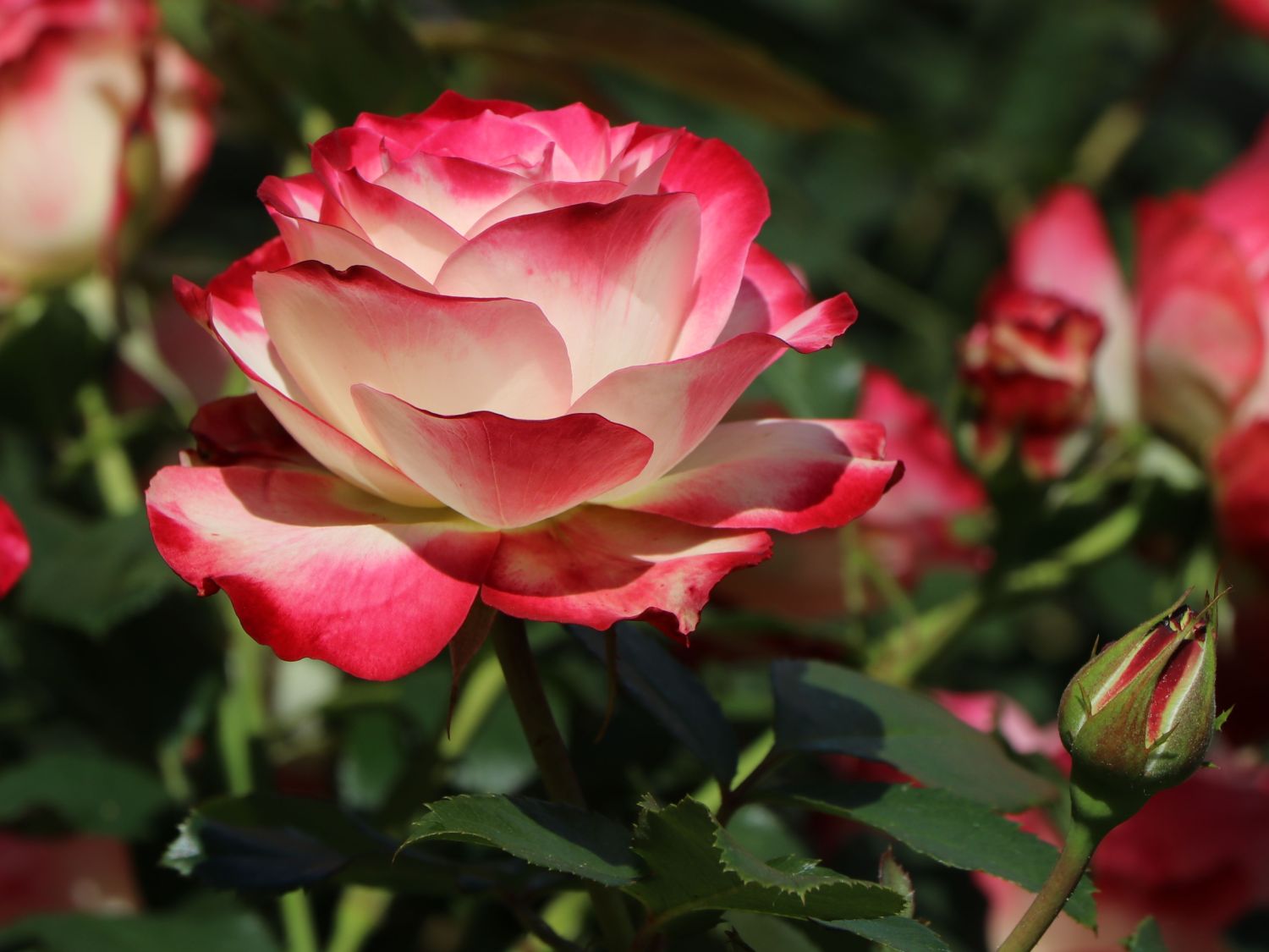 Beetrose 'Jubilé du Prince de Monaco'