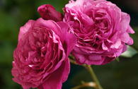 Beetrose 'Kaffe Fassett Rose' ®