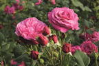 Beetrose 'Kaffe Fassett Rose' ® - Rosa 'Kaffe Fassett' ®
