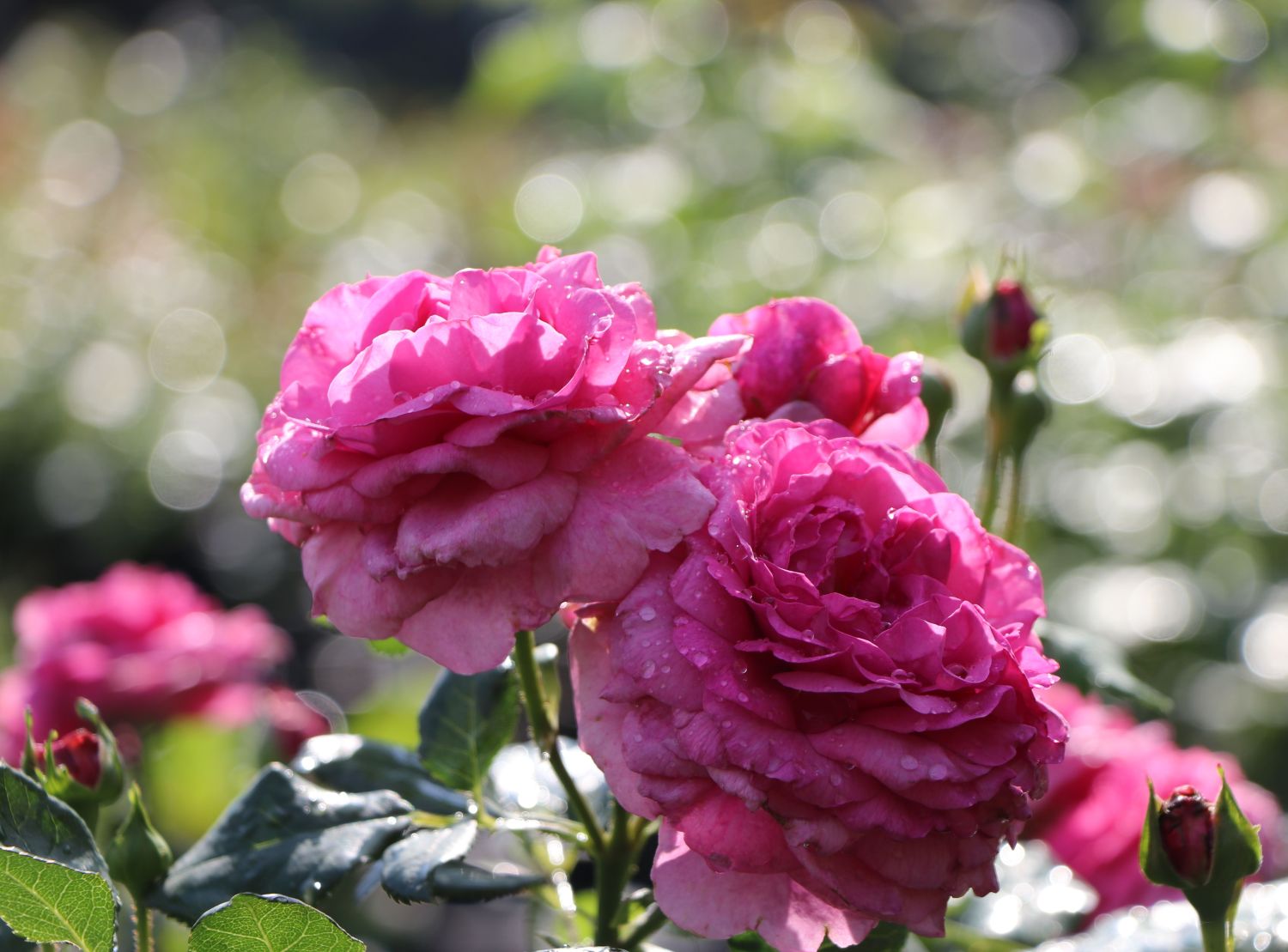 Beetrose 'Kaffe Fassett Rose' ® - Rosa 'Kaffe Fassett' ®