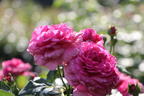 Beetrose 'Kaffe Fassett Rose' ® - Rosa 'Kaffe Fassett' ®