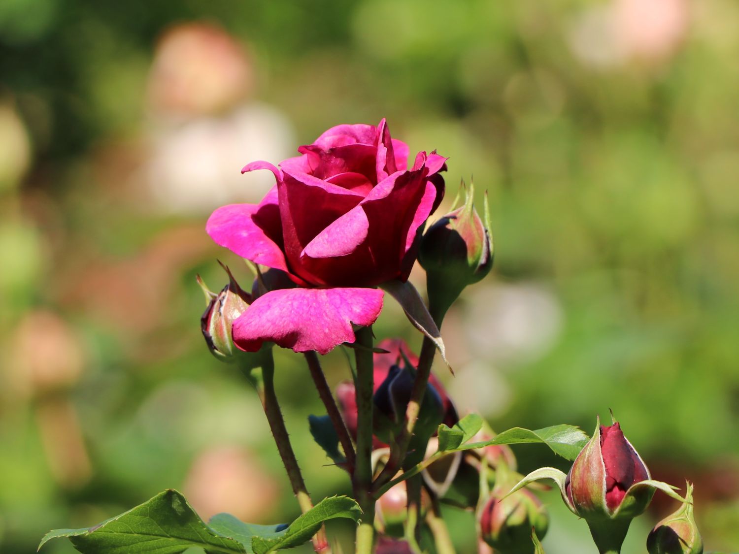 Beetrose 'Kaffe Fassett Rose' ® - Rosa 'Kaffe Fassett' ®