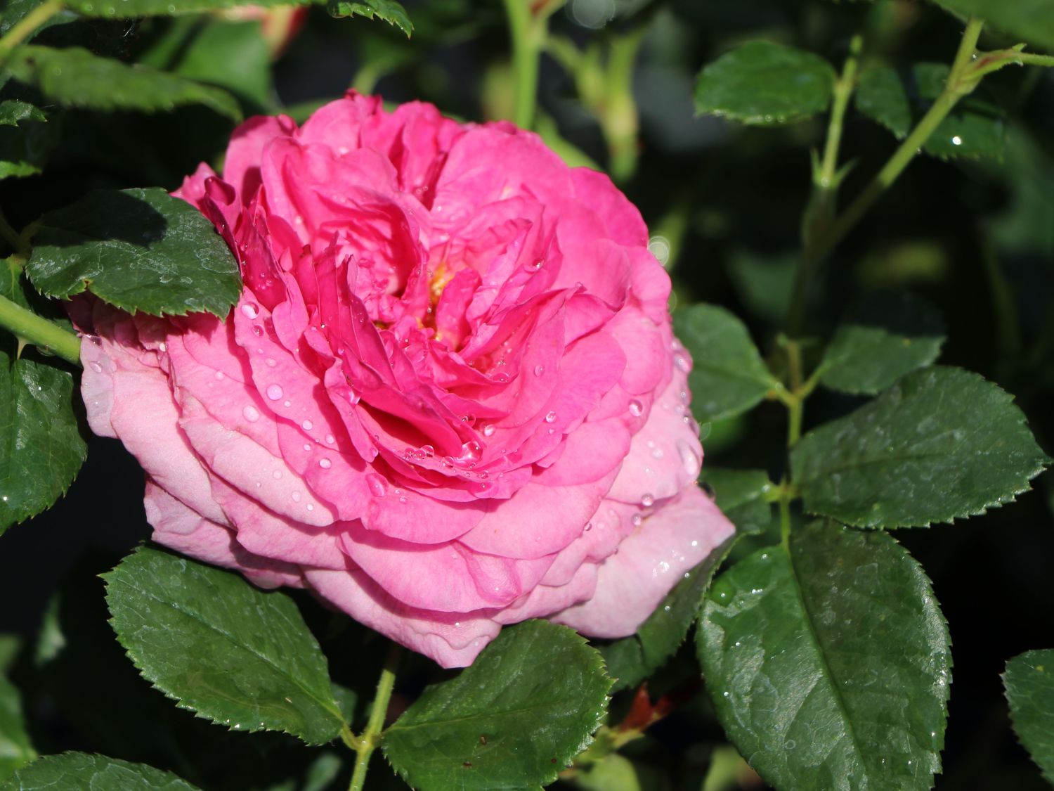 Beetrose 'Kaffe Fassett Rose' ® - Rosa 'Kaffe Fassett' ®