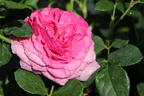 Beetrose 'Kaffe Fassett Rose' ® - Rosa 'Kaffe Fassett' ®