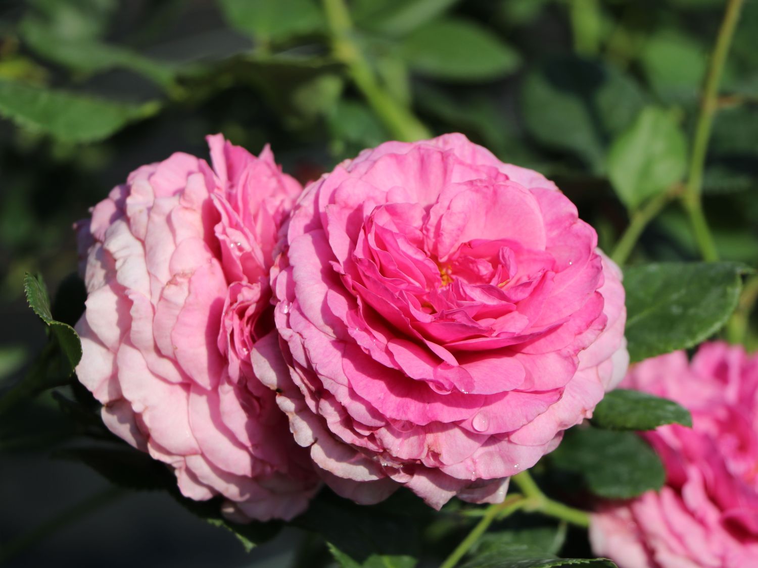 Beetrose 'Kaffe Fassett Rose' ® - Rosa 'Kaffe Fassett' ®