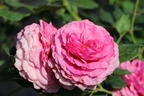 Beetrose 'Kaffe Fassett Rose' ® - Rosa 'Kaffe Fassett' ®