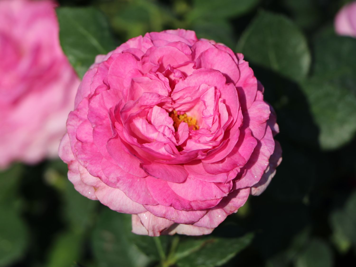 Beetrose 'Kaffe Fassett Rose' ® - Rosa 'Kaffe Fassett' ®