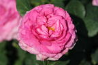 Beetrose 'Kaffe Fassett Rose' ® - Rosa 'Kaffe Fassett' ®