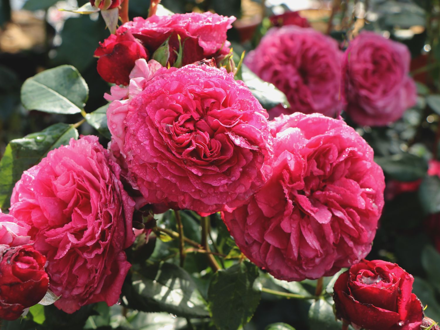 Beetrose 'Kaffe Fassett Rose' ® - Rosa 'Kaffe Fassett' ®