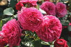 Beetrose 'Kaffe Fassett Rose' ® - Rosa 'Kaffe Fassett' ®